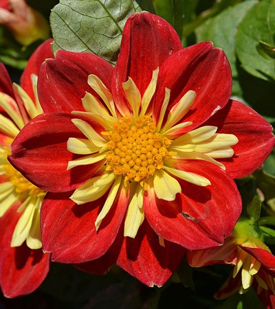 Dahlia Starsister® Scarlet & Yellow